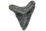 Fossil Megalodon Tooth - South Carolina #306288-1